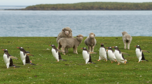 Gentoo Penguins and a  group of sheep Bleaker Island in the Falkland Islands.